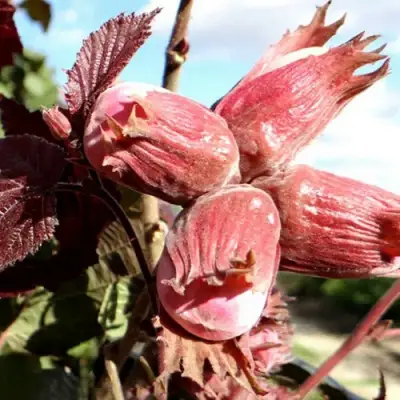 Фундук АЛЫЙ ПАРУС в Рогачеве