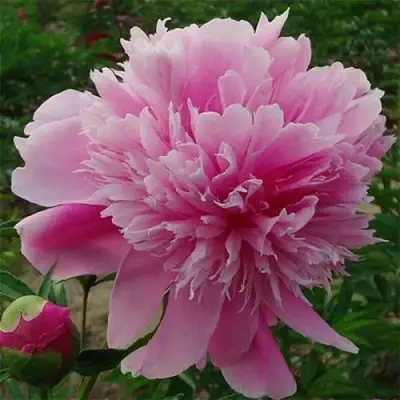 Пион ГОЛУБАЯ ХРИЗАНТЕМА травянистый в Рогачеве