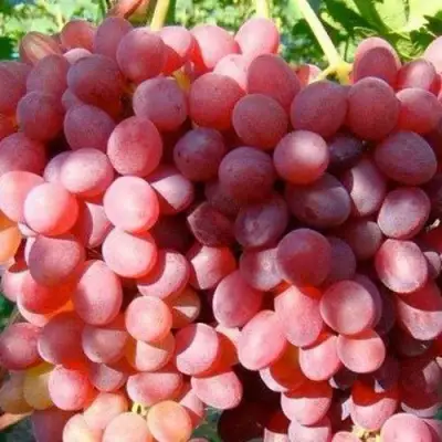 Виноград КИШМИШ КРАСНЫЙ в Рогачеве