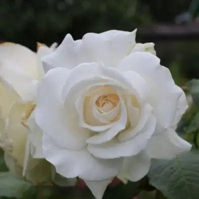 Роза АНАСТАСИЯ чайно-гибридная в Рогачеве