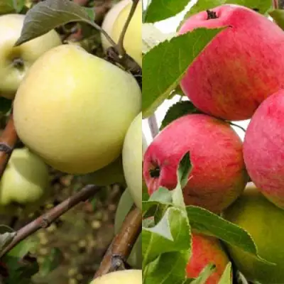 Комплект ЯБЛОЧНЫЙ ТАНДЕМ в Рогачеве