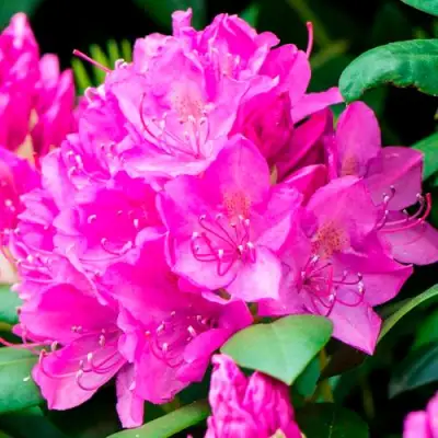 Азалия ПУРПУРТРАУМ японская в Рогачеве