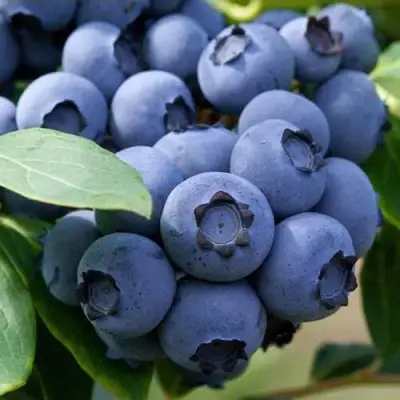 Голубика СПАРТАН в Рогачеве