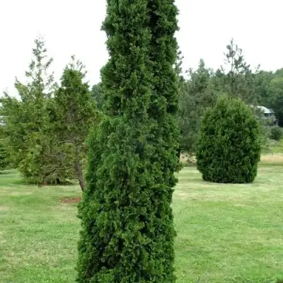 Туя ДЕГРУТ СПАЙР западная в Рогачеве