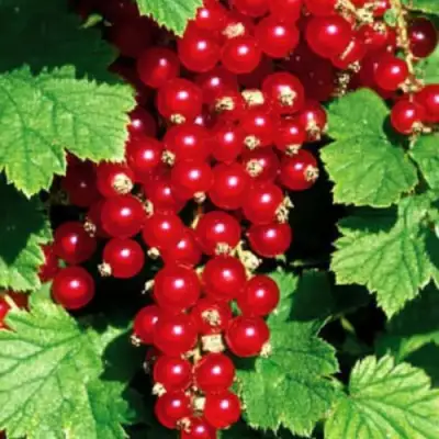 Смородина красная РЕД ЛЕЙК в Рогачеве