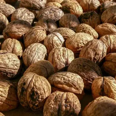 Грецкий орех ПИНСКИЙ в Рогачеве