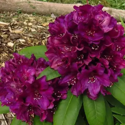 Рододендрон ПОЛАРНАХТ в Рогачеве