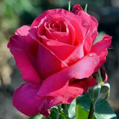 Роза ВИЕН РОУЗ чайно-гибридная в Рогачеве