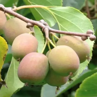 Актинидия ГИБРИДНАЯ КОЛБАСИНОЙ в Рогачеве