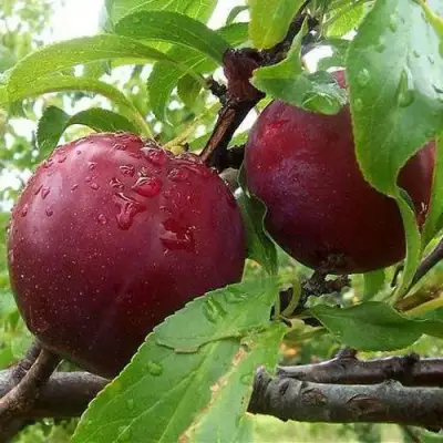 Слива КЛЕОПАТРА в Рогачеве