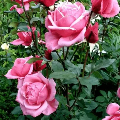 Роза ЭЙФЕЛЕВА БАШНЯ чайно-гибридная в Рогачеве