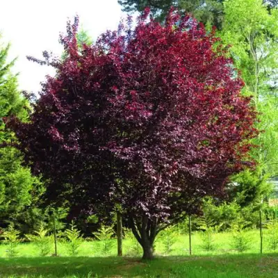 Слива НИГРА растопыреная в Рогачеве