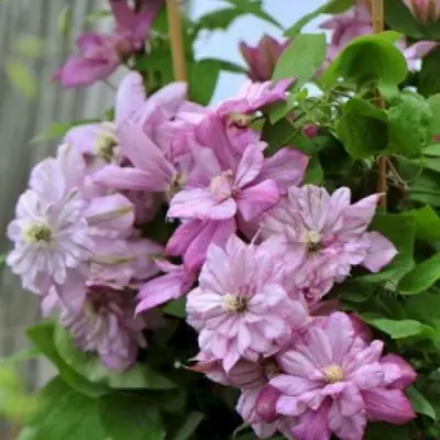 Клематис ИННОСЕНТ ГЛАНС в Рогачеве