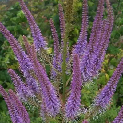 Вероникаструм ФАСЦИНЕЙШН в Рогачеве