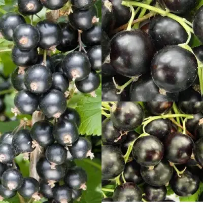 Комплект ЧЕРНАЯ СИЛА в Рогачеве