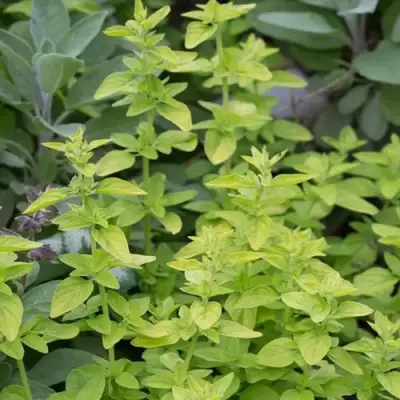 Душица ТАМБЛС ВАРИЕТИ обыкновенная в Рогачеве