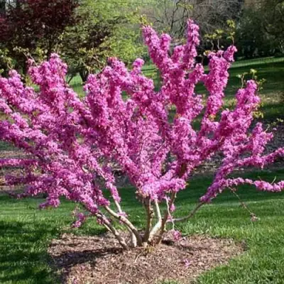 ЦЕРЦИС канадский  в Рогачеве