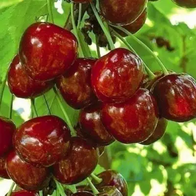 Черешня БУРЛАТ в Рогачеве