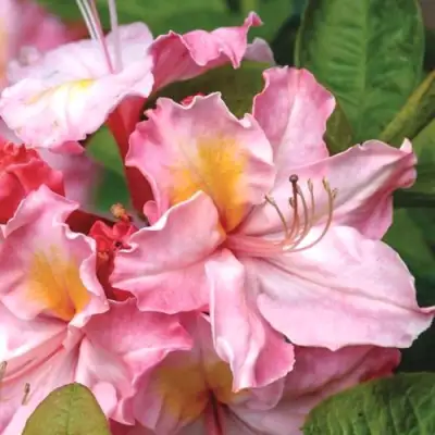 Азалия СЕССИЛЬ листопадная в Рогачеве