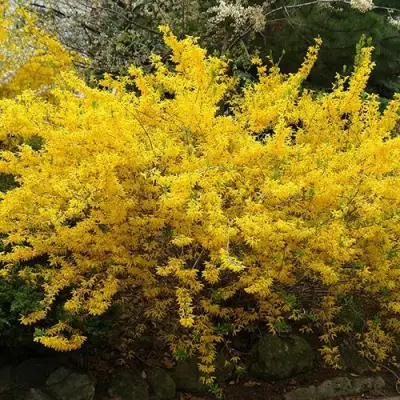 Форзиция ГОЛДЗАУБЕР средняя в Рогачеве