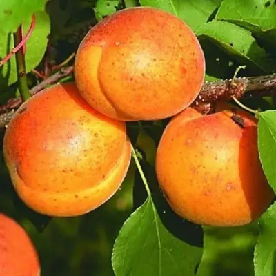 Абрикос СПАДЧЫНА в Рогачеве