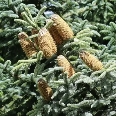 Пихта благородная в Рогачеве