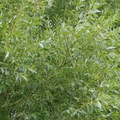 Ива ВИТЕЛЛИНА белая  в Рогачеве