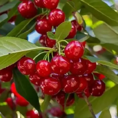 Вишня ГИРЛЯНДА в Рогачеве