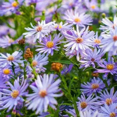 Астра ЛИТТЛ КАРЛОУ сердцелистная в Рогачеве