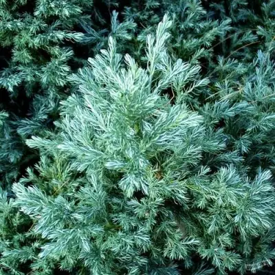 Кипарисовик БУЛЕВАРД горохоплодный в Рогачеве