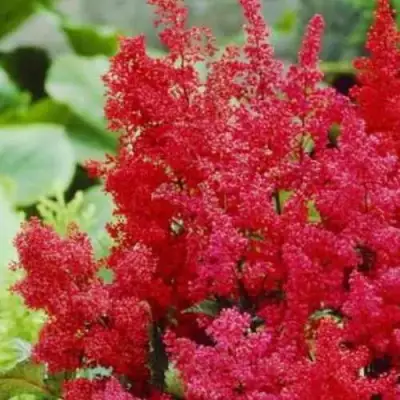 Астильба ЭТНА Арендса в Рогачеве