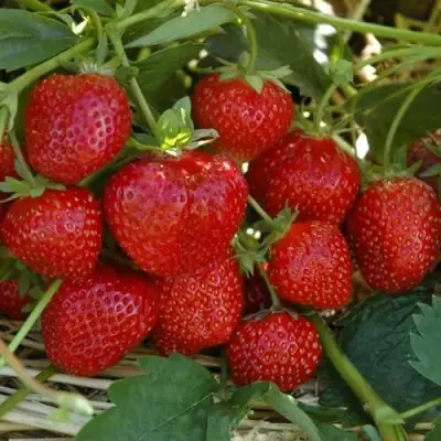 Клубника ЗЕНГА-ЗЕНГАНА в Рогачеве