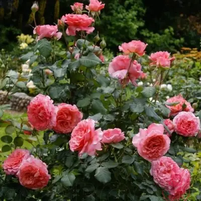 Роза ЛОРАН КАБРОЛЬ шраб в Рогачеве