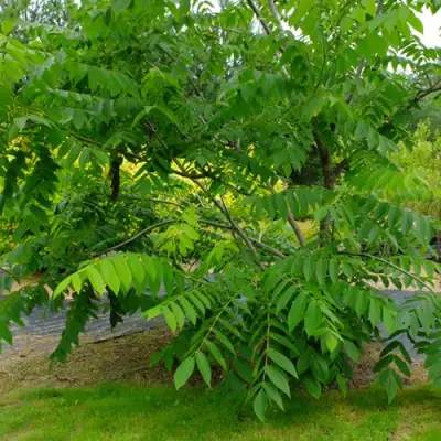 Орех МАНЬЧЖУРСКИЙ в Рогачеве