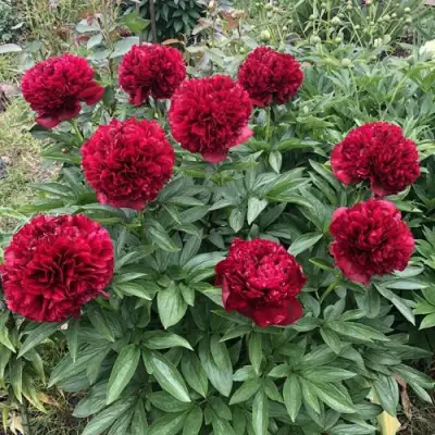 Пион ГАЛАКТИКА травянистый в Рогачеве