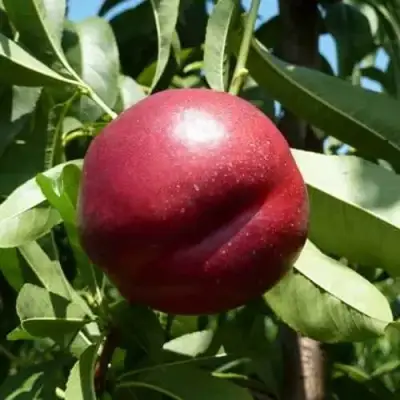 Нектарин БИГ-ТОП в Рогачеве