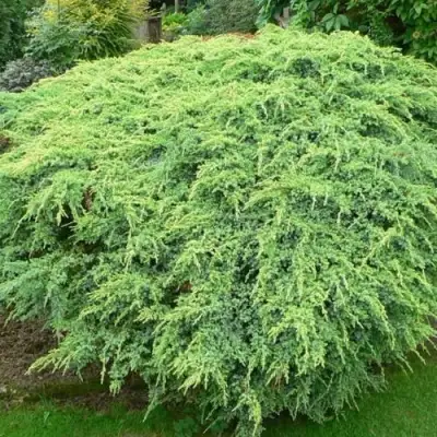 Можжевельник ХОЛГЕР чешуйчатый в Рогачеве