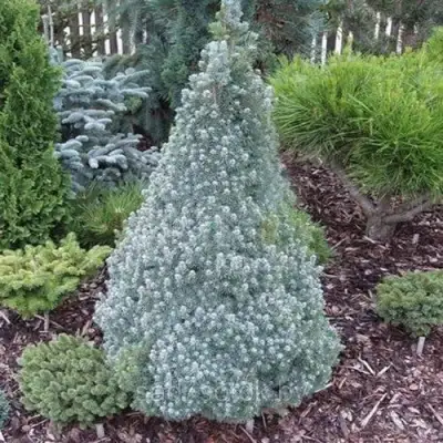 Ель САНДЕРС БЛЮ канадская в Рогачеве