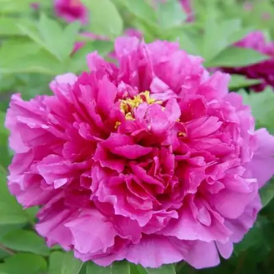 Пион ЛИЛОВАЯ ФАНТАЗИЯ древовидный в Рогачеве