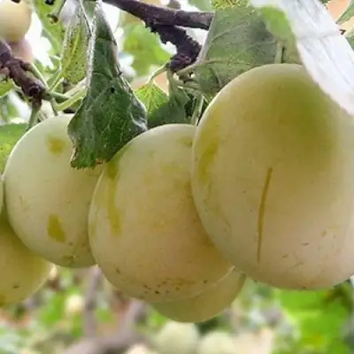 Слива УТРО в Рогачеве