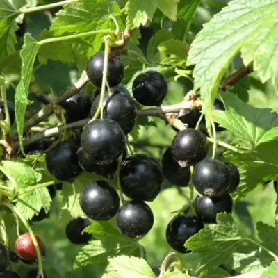 Смородина чёрная ПАМЯТЬ ВАВИЛОВА в Рогачеве