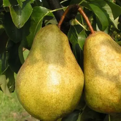 Груша СИЛЬВА в Рогачеве