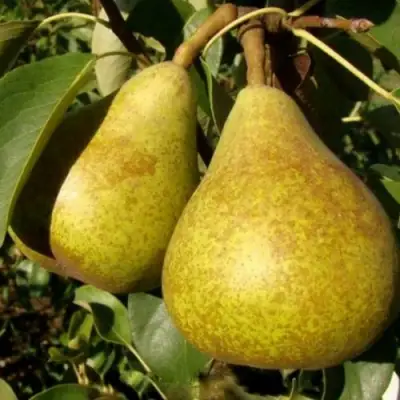 Груша ГЕНЕРАЛ ЛЕКЛЕРК в Рогачеве