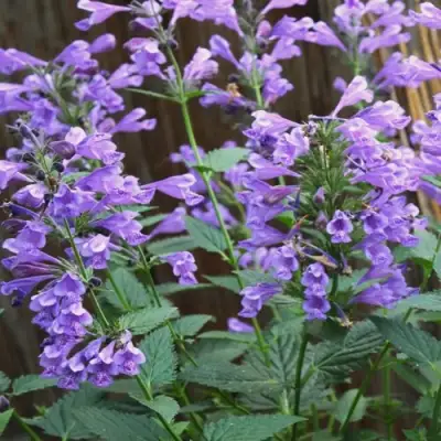 Котовник БЛЮ ДРИМС полусидячий в Рогачеве