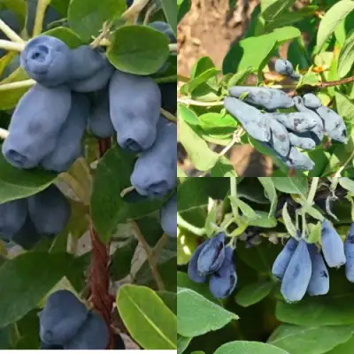 Комплект СЕВЕРНЫЕ ВИТАМИНЫ в Рогачеве
