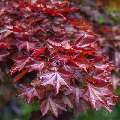 Клен КРИМСОН КИНГ остролистный в Рогачеве