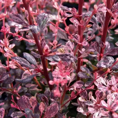 Барбарис АРЛЕКИН тунберга в Рогачеве