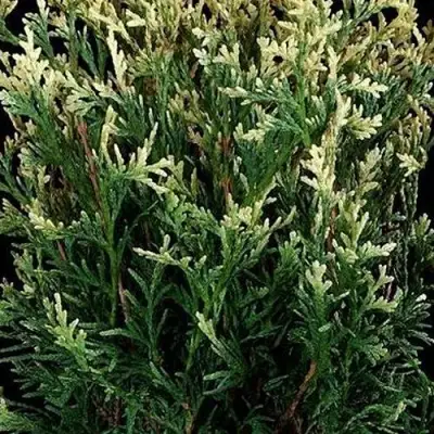 Туя ГОЛД ПЕРЛ западная в Рогачеве