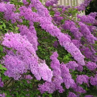 Сирень КИТАЙСКАЯ в Рогачеве