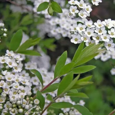 Спирея АРГУТА в Рогачеве
